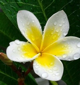 Featured image of post Ragam Hias Bunga Kamboja Selain gambar tanaman hias kamboja kamu juga bisa temui berbagai macam hal mengenai bunga seperti